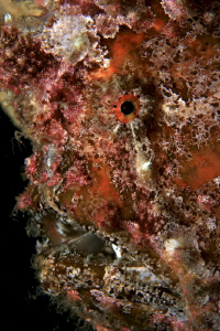 Frogfish Portrait by Patrick Neumann 